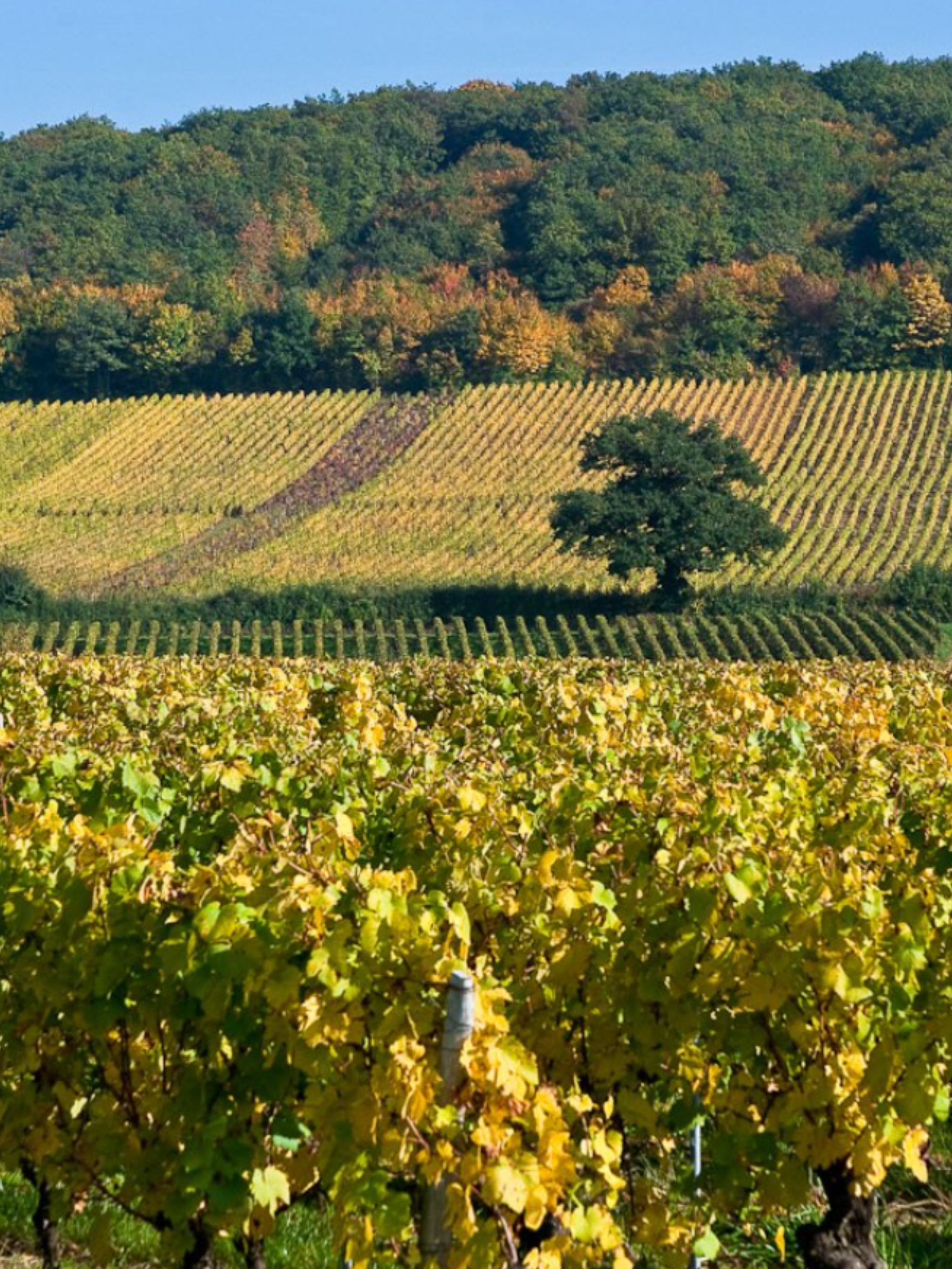 Cave de Lugny